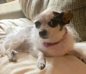 Rosita the Chihuahua
