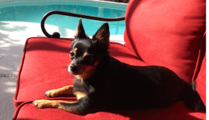My porch buddy Princess Leia